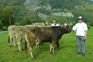 003Khe in der 1. Laktation im Schneuter-Wettbewerb